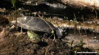 Europäische Sumpfschildkröte im Nationalpark DonauAuen  Emys orbicularis [upl. by Cita724]