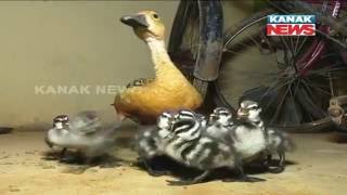 Lesser Whistling Duck Rescued From Khandagiri [upl. by Alleuqcaj]