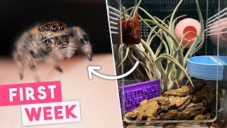 First Week Owning A Jumping Spider  What To Expect [upl. by Annoyt]