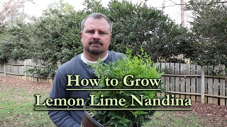 How to grow Lemon Lime Nandina Evergreen Shrub with Yellow New Foliage [upl. by Zilber]