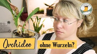 🌺 Orchideen ohne Wurzeln retten  so gehts [upl. by Bechler]