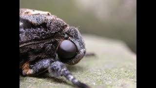 The moth that squeaks  the Deaths head Hawk moth [upl. by Ettezel]