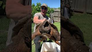 Giant South Louisiana Alligator Snapping Turtle [upl. by Llabmik]