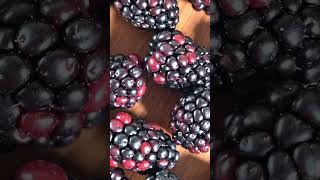 Manfaat Buah BlackBerry blackberry buah [upl. by Wade263]