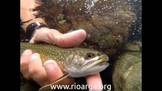 Pescando salvelinos y truchas en el río Hollerrsbach Austria [upl. by Aramak859]