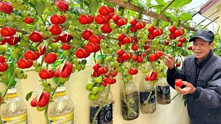 The best ways to grow tomatoes for you easily with high yields and without a garden [upl. by Tteirrah]