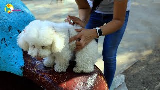 ¿Como funcionan las pipetas anti pulgas para perros y gatos [upl. by Ydwor198]