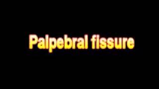 What Is The Definition Of Palpebral fissure Medical School Terminology Dictionary [upl. by Koval]