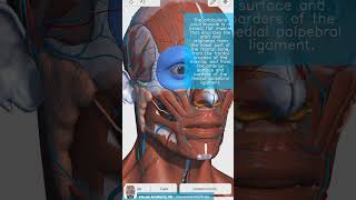 Visual Anatomy 3D  Facts about the orbicularis oculi muscle [upl. by Alexandros]