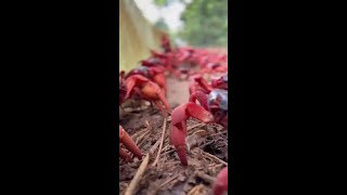 Photographer creates quotcrabsafequot car to get around Christmas Island during crab migration [upl. by Silisav]