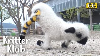 Reason Why Baby Blacknose Sheep Got Abandoned By Mother l Kritter Klub [upl. by Belier]