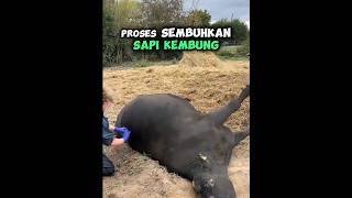 PROSES KELUARKAN GAS PADA SAPI shorts [upl. by Zackariah]