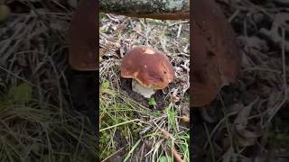 Boletus Edulis 2024 [upl. by Annekam634]