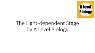 The Lightdependent Stage  Photosynthesis  A Level Biology [upl. by Anairad]