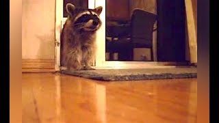 Ozzy Man Reviews Raccoons [upl. by Aeresed]