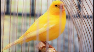 Yellow Canary singing video  Serinus canaria  Canary Training Song 25 minYour canary will sing [upl. by Sisto]