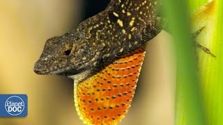 Cuba Natural Paradise  Lizards [upl. by Kimber]