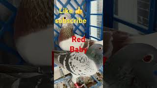 The Insane Evolution of the Red Pied Pigeon [upl. by Airyt85]