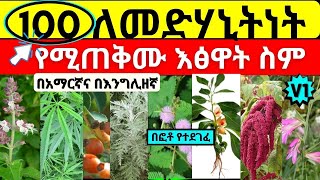 ለመድሃኒትነት የሚጠቅሙ እፅዋት ስም  Names of Ethiopian medicinal plants and herbs with pictures [upl. by Abas990]