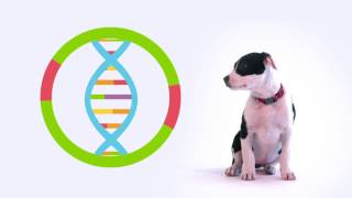 Embark Dog DNA Test  Get to Know Us [upl. by Eelirem]