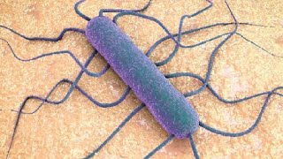 Listeria monocytogenes  Symptoms causes and treatment [upl. by Vasya]