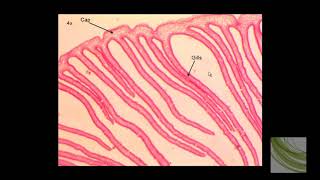 ORGANISM SLIDE Coprinus [upl. by Onifur]