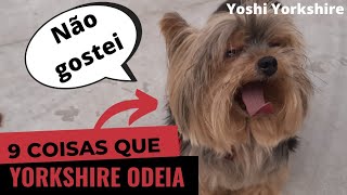 Nove coisas que o cão da raça YORKSHIRE ODEIA [upl. by Anselmo]