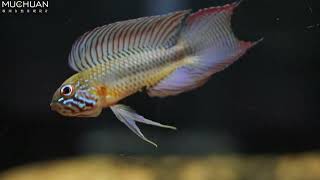 Apistogramma lineata [upl. by Bender]