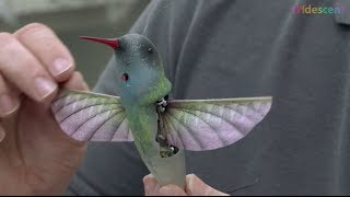 How does this hummingbird robot ornithopter fly  STEM kids [upl. by Akenet]