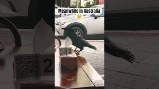 Meanwhile in Australia perth australia birds scary [upl. by Enelrahc]