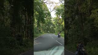 gorumara forest reels YouTube short video [upl. by Jereld846]