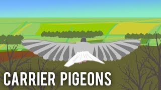 Carrier Pigeons World War I [upl. by Madanhoj255]