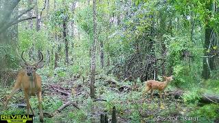 Maurepas Swamp WMA Trail Cam Videos AugSept [upl. by Etiragram]