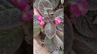 Online plant sale Episcia houseplantlover gardenplants trending viralshort [upl. by Aicital]