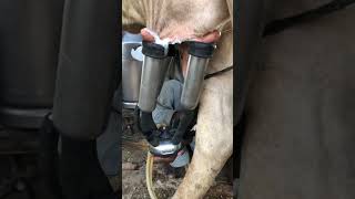 Milking fails animal animal cow dairyprocessing cowmilk milkingfails [upl. by Annim497]