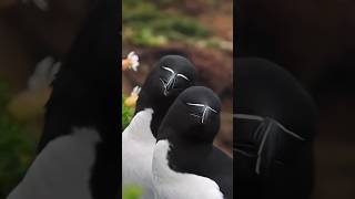 A brief introduction to the 😃Razorbill😭horts youtubeshorts animals [upl. by Einahets215]