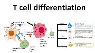 T cell differentiation role of cytokines in T cell differentiation [upl. by Dazhahs]