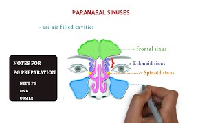 paranasal sinuses  maxillary  ethmoid sphenoid frontal  notes [upl. by Neliak]