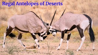 Gemsbok Oryx The Deserts Regal Antelope [upl. by Yelrebma436]