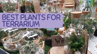 Best Plants For TERRARIUM  Glass TERRARIUM ideas  Terrarium Plant Haul [upl. by Ridglea]