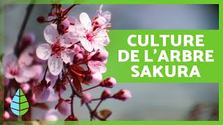 Entretien du CERISIER DU JAPON ou SAKURA 🌸🇯🇵 Arrosage substrat et reproduction [upl. by Akeenahs]