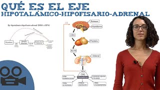 Qué es el Eje hipotalámicohipofisarioadrenal [upl. by Parhe]