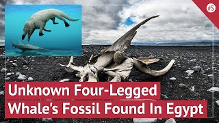 Fossil Of Previously Unknown Amphibious FourLegged Whale Species Phiomicetus Anubis Found In Egypt [upl. by Jaal]