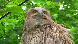 シマフクロウの「ロック」  Blakistons fish owl [upl. by Seys309]