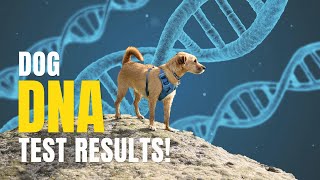 Embark Dog DNA Test Results We Tested Our Dogs DNA and Now We Have the Results [upl. by Lester777]