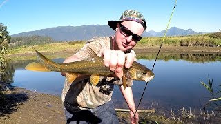 I Found What Works Fishing for Northern Pikeminnow [upl. by Iba]