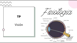 Neurofisiología  Visual  UBA  MEDICINA [upl. by Foley]