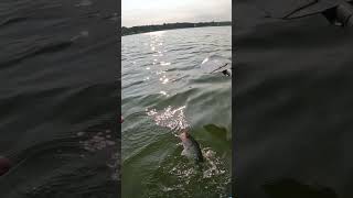 Fish walks on the water fishing funny fishdance haha kayakfishing bassfishing yakrods [upl. by Sievert]