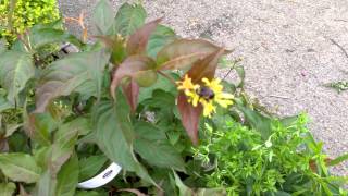 Bombus affinis on Dwarf Bush Honeysuckle [upl. by Akienahs]