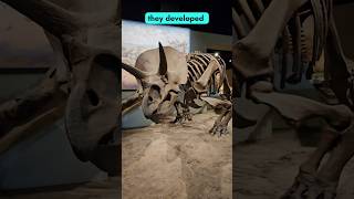 Exploring Ceratopsian Evolution Triceratops and Protoceratops Displays at the Field Museum fossil [upl. by Solracesoj]